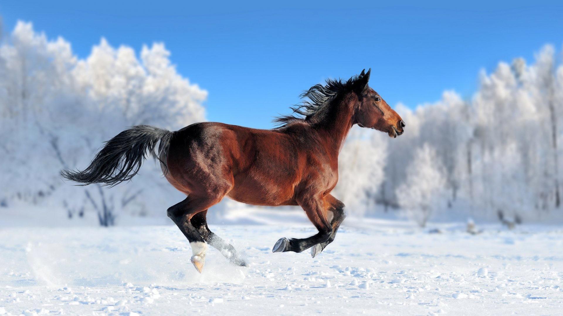 1066462-amazing-cool-horse-backgrounds-1920x1080-for-retina-544552944.jpg